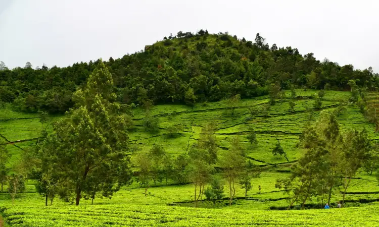 Kebun Teh Tambi, Sumber: happytour.id